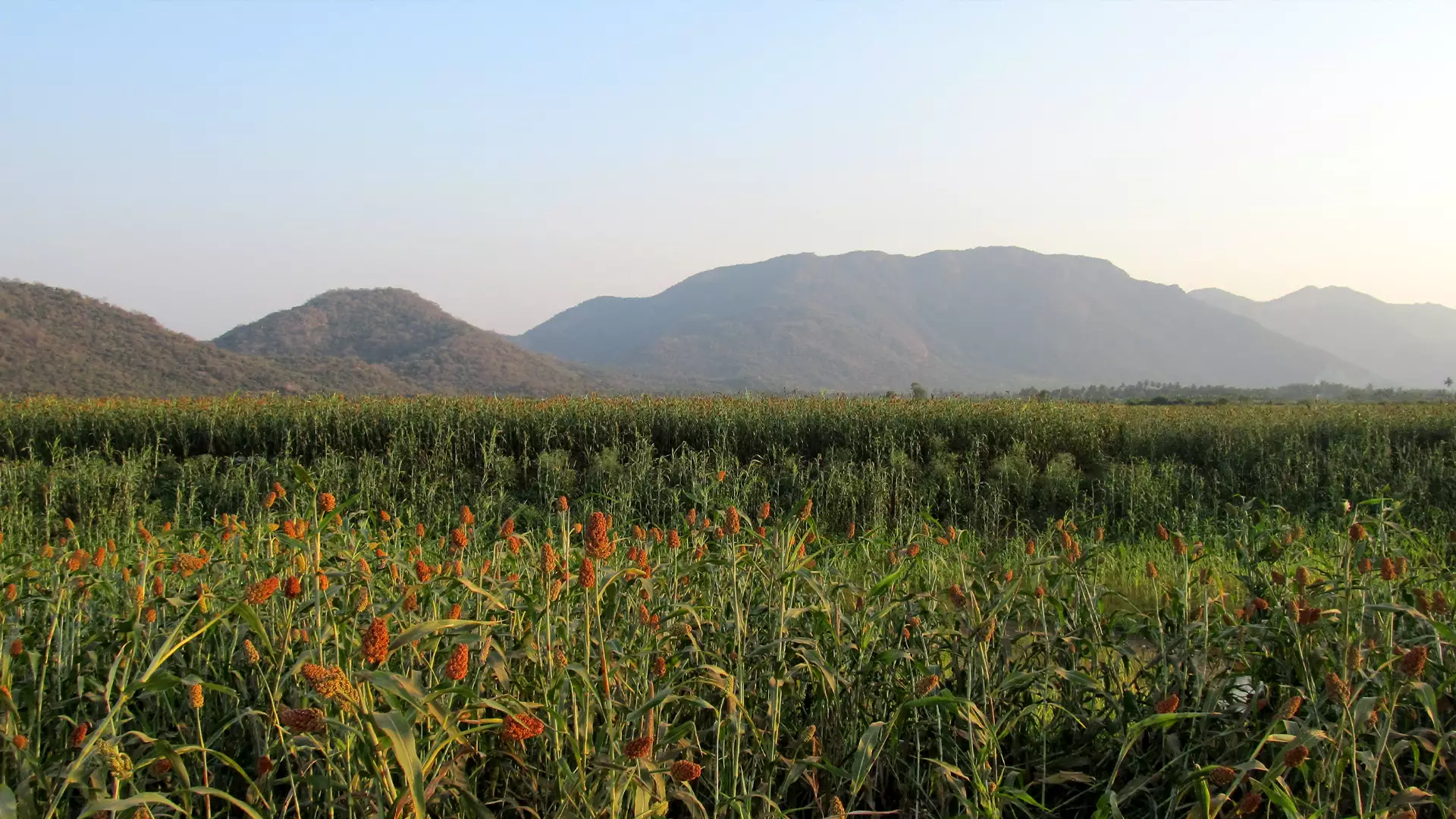 Karaivetti Bird Sanctuary